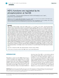 HEY1 Functions Are Regulated by Its Phosphorylation at Ser-68