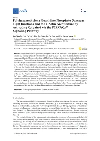Polyhexamethylene Guanidine Phosphate Damages Tight Junctions and the F-Actin Architecture by Activating Calpain-1 Via the P2RX7/Ca2+ Signaling Pathway