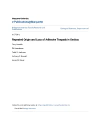 Repeated Origin and Loss of Adhesive Toepads in Geckos