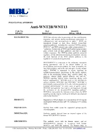 Anti-WNT2B/WNT13 Code No