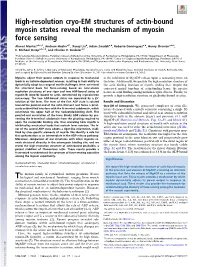 High-Resolution Cryo-EM Structures of Actin-Bound Myosin States Reveal the Mechanism of Myosin Force Sensing