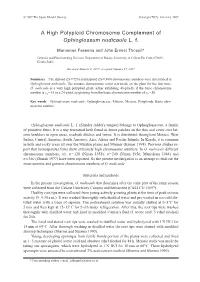 A High Polyploid Chromosome Complement of Ophioglossum Nudicaule L