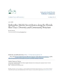 Epibenthic Mobile Invertebrates Along the Florida Reef Tract: Diversity and Community Structure Kristin Netchy University of South Florida, Knetchy@Gmail.Com