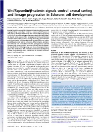Wnt/Rspondin/Β-Catenin Signals Control Axonal Sorting and Lineage Progression in Schwann Cell Development