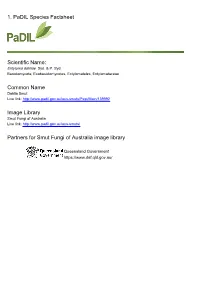 1. Padil Species Factsheet Scientific Name: Common Name Image Library Partners for Smut Fungi of Australia Image Library