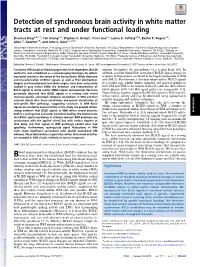 Detection of Synchronous Brain Activity in White Matter Tracts at Rest and Under Functional Loading
