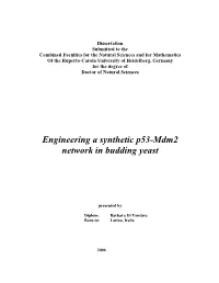 Engineering a Synthetic P53-Mdm2 Network in Budding Yeast