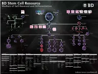 BD Stem Cell Resource Markers of Self-Renewal and Differentiation