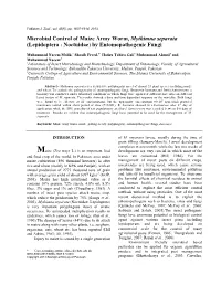 Microbial Control of Maize Army Worm, Mythimna Separata (Lepidoptera : Noctuidae) by Entomopathogenic Fungi