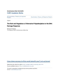 The Role and Regulation of Alternative Polyadenylation in the DNA Damage Response