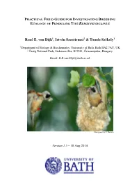 Penduline Tit Field Guide