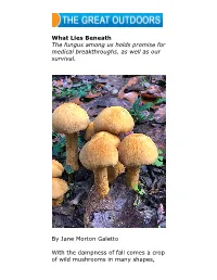 Mycelium What Lies Beneath Website