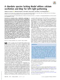 A Chordate Species Lacking Nodal Utilizes Calcium Oscillation and Bmp for Left–Right Patterning