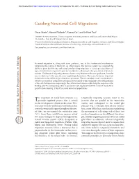 Guiding Neuronal Cell Migrations
