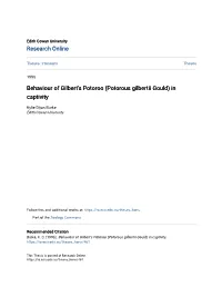 Behaviour of Gilbert's Potoroo (Potorous Gilbertii Gould) in Captivity