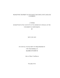 Phenotypic Diversity in the Wheat Wild Relative Aegilops Longissima