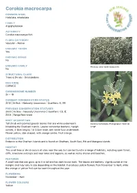 Corokia Macrocarpa