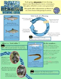 River Herring Viewing Guide
