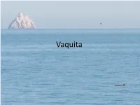 Vaquita Captures