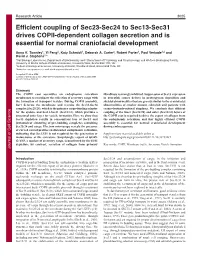 Efficient Coupling of Sec23-Sec24 to Sec13-Sec31 Drives COPII-Dependent Collagen Secretion and Is Essential for Normal Craniofacial Development
