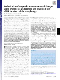 Escherichia Coli Responds to Environmental Changes Using Enolasic Degradosomes and Stabilized Dicf Srna to Alter Cellular Morpho