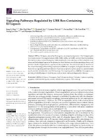 Signaling Pathways Regulated by UBR Box-Containing E3 Ligases