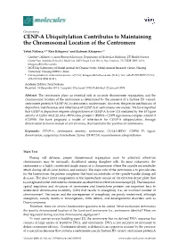 CENP-A Ubiquitylation Contributes to Maintaining the Chromosomal Location of the Centromere