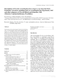 Description of Poecilia (Acanthophacelus) Wingei N