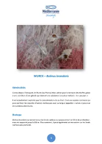 MUREX – Bolinus Brandaris