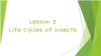 Lesson 3 Life Cycles of Insects