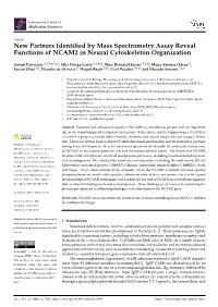 New Partners Identified by Mass Spectrometry Assay Reveal Functions of NCAM2 in Neural Cytoskeleton Organization