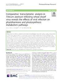 Comparative Transcriptome Analysis in Triticum Aestivum Infecting Wheat