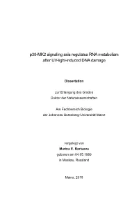 P38-MK2 Signaling Axis Regulates RNA Metabolism After UV-Light-Induced DNA Damage