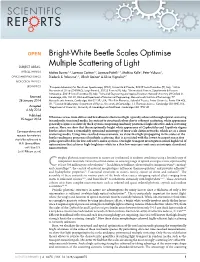 Bright-White Beetle Scales Optimise Multiple Scattering of Light