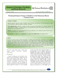 Morphopathological Changes of Dendrites in the Edematous Human Cerebral Cortex