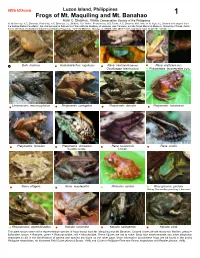 Frogs of Mt. Maquiling and Mt. Banahao Arvin C