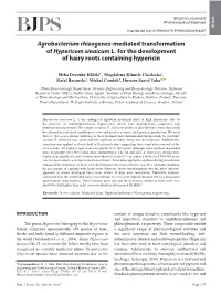 Agrobacterium Rhizogenes-Mediated Transformation of Hypericum Sinaicum L