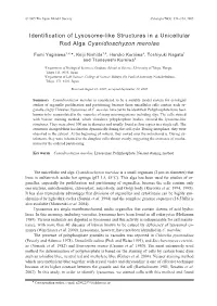 Identification of Lysosome-Like Structures in a Unicellular Red Alga Cyanidioschyzon Merolae