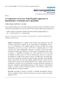A Comparative Overview of the Flagellar Apparatus of Dinoflagellate, Perkinsids and Colpodellids