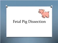 Fetal Pig Dissection What Do You Think Humans Have in Common with the Pig?