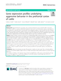 Gene Expression Profiles Underlying Aggressive Behavior in the Prefrontal Cortex of Cattle Paulina G