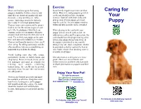 Caring for Your Puppy
