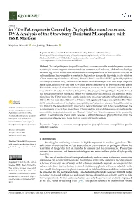 In Vitro Pathogenesis Caused by Phytophthora Cactorum and DNA Analysis of the Strawberry-Resistant Microplants with ISSR Markers