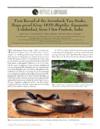 First Record of the Arrowback Tree Snake, Boiga Gocool