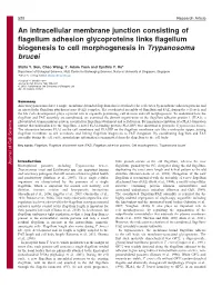 An Intracellular Membrane Junction Consisting of Flagellum Adhesion