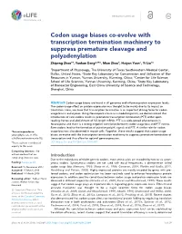 Codon Usage Biases Co-Evolve with Transcription Termination Machinery