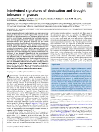 Intertwined Signatures of Desiccation and Drought Tolerance in Grasses