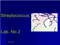 Streptococcus Lab. No.2