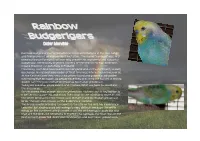 Rainbow Budgies Are a Combination of Several Mutations in the Blue Range and Therefore Not an Independent Mutation