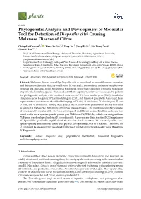Phylogenetic Analysis and Development of Molecular Tool for Detection of Diaporthe Citri Causing Melanose Disease of Citrus